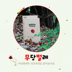 무당벌레