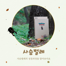 사슴벌레